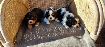 cavalier king charles spaniel - 4