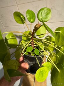 Pilea peperomioides - mladé rastlinky - 4