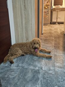 Goldendoodle - 4