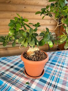 Ficus ginseng bonsai stredný #1 - 4