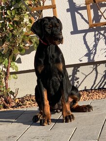 Doberman šteniatka - 4