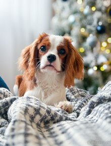 Cavalier King Charles Spaniel - 4