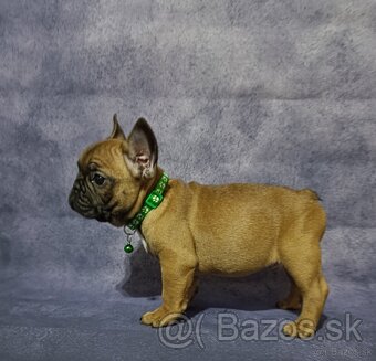 French bulldog/ francúzsky buldoček s PP - 4