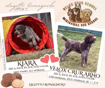 Lagotto romagnolo šteniatka - 4