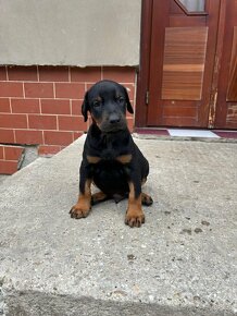 Šteniatka Doberman - 4