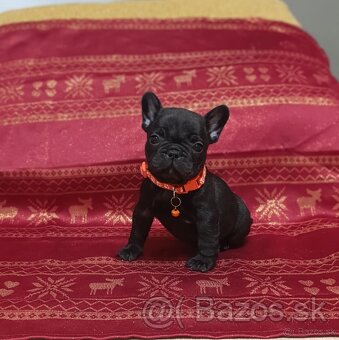 French bulldog/ francúzsky buldoček s PP - 4