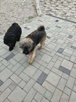 Pumi+Puli - 4