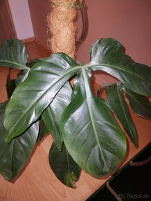 Philodendron - 4