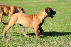 boerboel,  búrský buldok -jihoafrický mastif -feny - 4