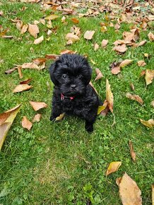 Opičí pinč šteniatka, affenpinscher s PP - 4