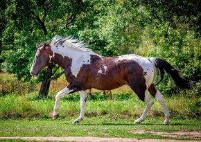 Připouštěni kvalitní plemeníci PAINT HORSE-HOMOZYGOT - 4