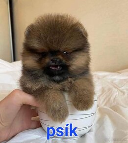 Pomeranian mini - 4