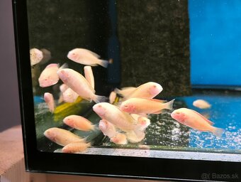 Tropheus Chipimbi Albino - 4