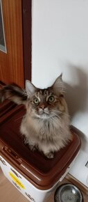 Mainska myvalia / Maine Coon bez PP, s vete preukazom - 4