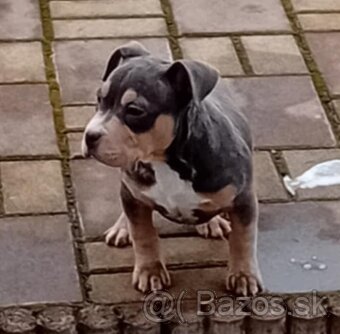 American bully - 4