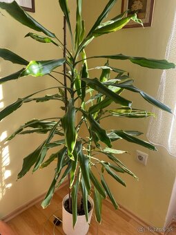 Dracena - 4