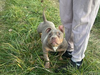 American Bully Pocket - 4