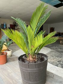 Cycas Revoluta - 4