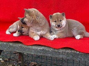 Shiba inu - 4