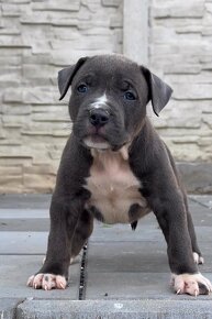 American bully xl, pitbull xxl - 4