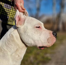 Argentínska doga - mladý hafan s PP (dogo argentino) - 4