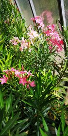 Oleander - Oleandre - 4