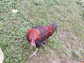 Predám kohútov hodvabnicky, Araucana, Marans - 4