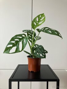 Monstera adansonii - 4