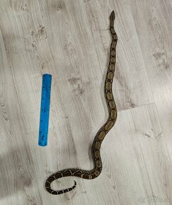 1.0 Boa Constrictor Imperator - 4