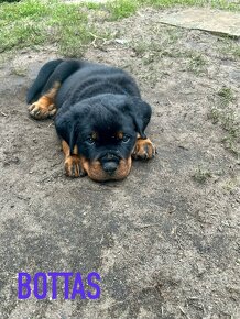 Rottweiler - šteniatka s preukazom pôvodu - 4