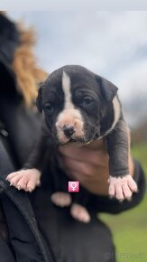 American Bully - 4