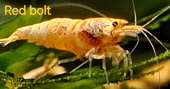 Krevetky caridina - 4