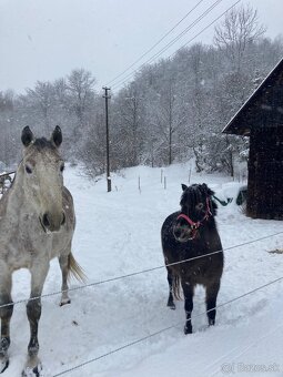 Pony kobylka - 4