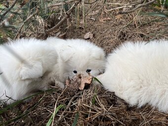 Samojed s PP (FCI) - 4