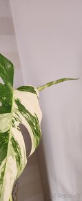 Monstera albo variegata - 4