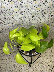 Epipremnum Golden Pothos - 4