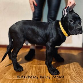 American Bandog s PP - 4