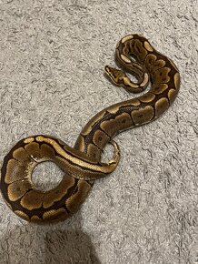 Python Regius+Terarium - 4