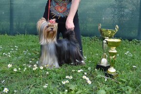 Yorkshire terrier, york s PP - 4