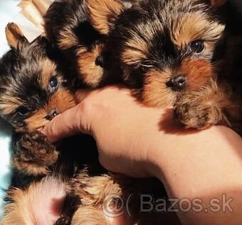 Yorkshire terrier mini-steniatka - 4