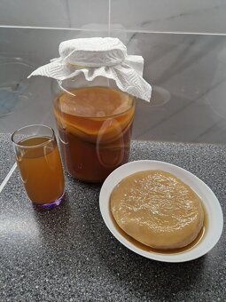 Scoby huba - kombucha - 4