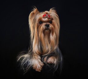 YORKSHIRE TERRIER s PP rodokmenom - 4