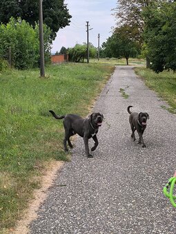 Cane Corso šteniatka - 4