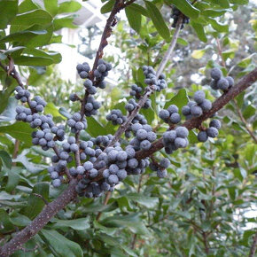 Myrica pensylvanica - semená na výsev - 4