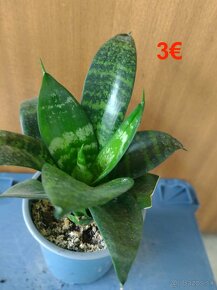 Mix izbových rastlín - sukulenty - 4