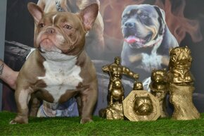 American bully exotic - 4