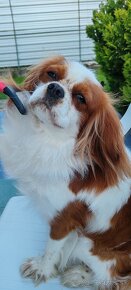 Cavalier  King - 4