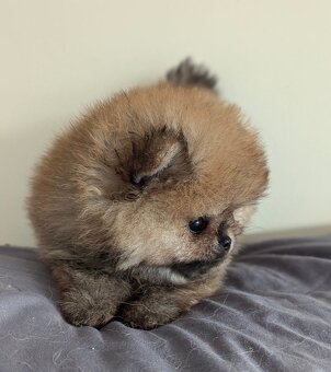 Pomeranian mini šable - 4