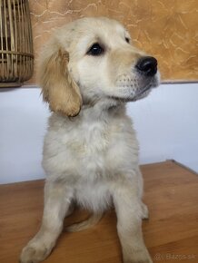 Zlatý retriever - 4