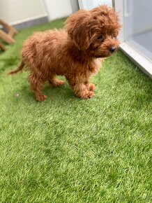 Cavapoo - 4